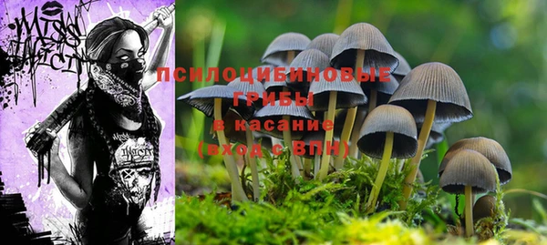 ПСИЛОЦИБИНОВЫЕ ГРИБЫ Инсар